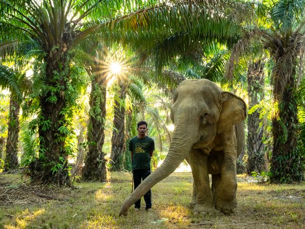 Photographer documenting ethical elephant sanctuary experience