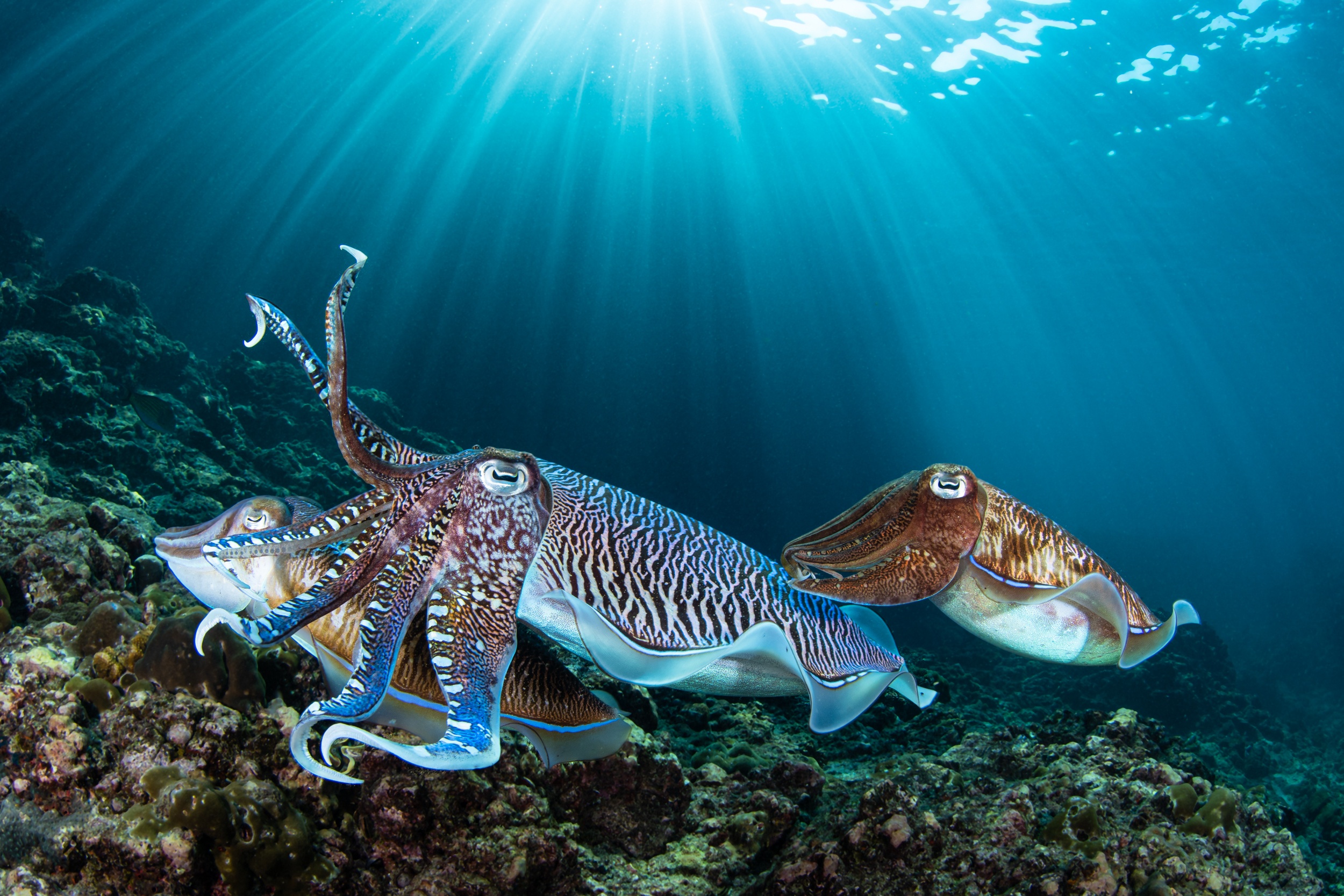 Magnus Larsson Underwater Photographer Cuttle Fish Mating Koh Phi Phi