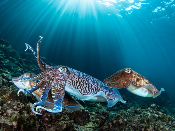 Cuttlefish mating behavior underwater