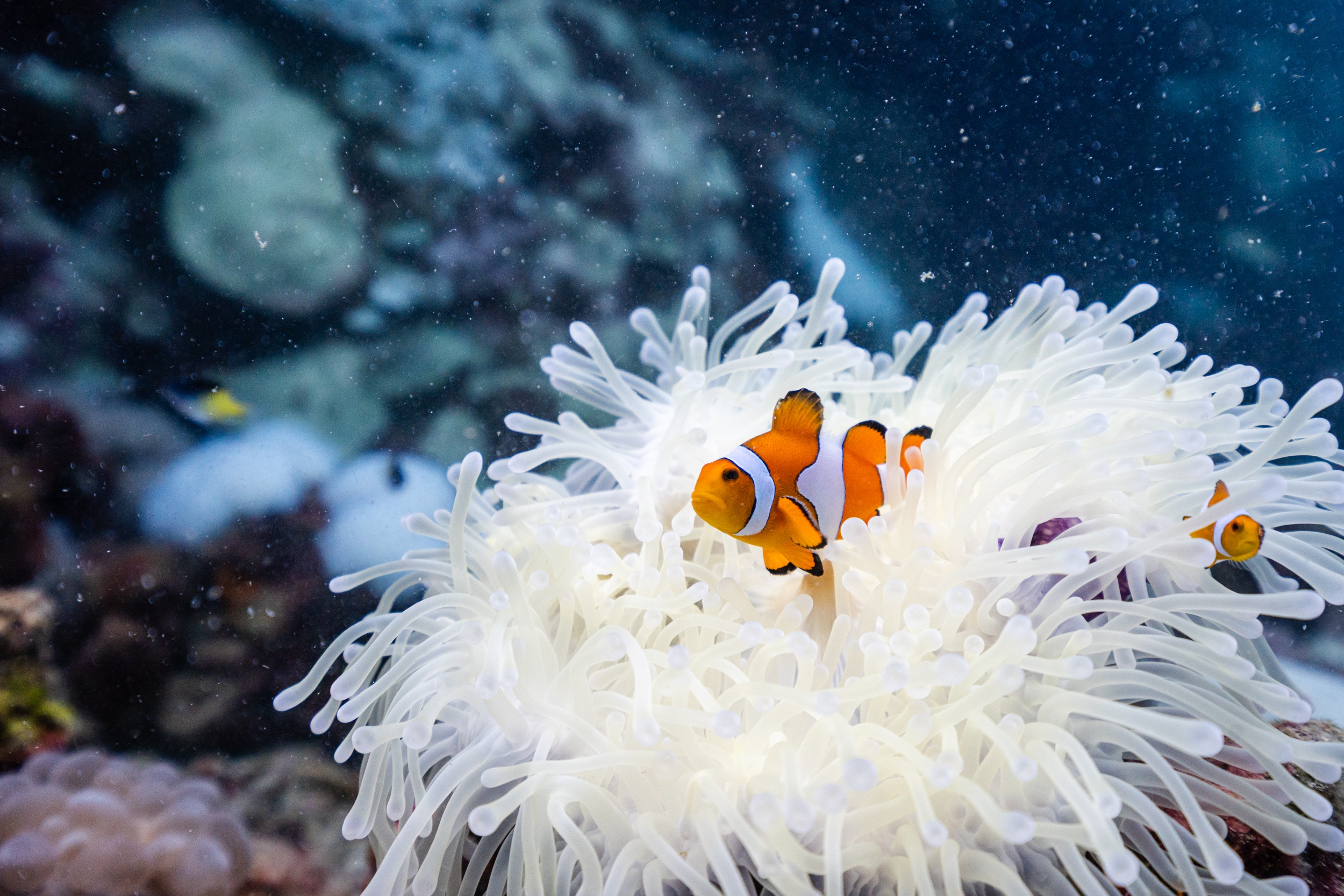 Magnus Larsson Underwater Photograher Coral Blaching Clown Fish Thailand 2024