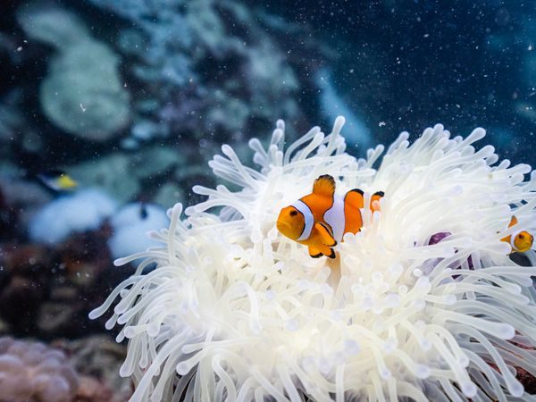 Clownfish in bleached coral showing environmental impact