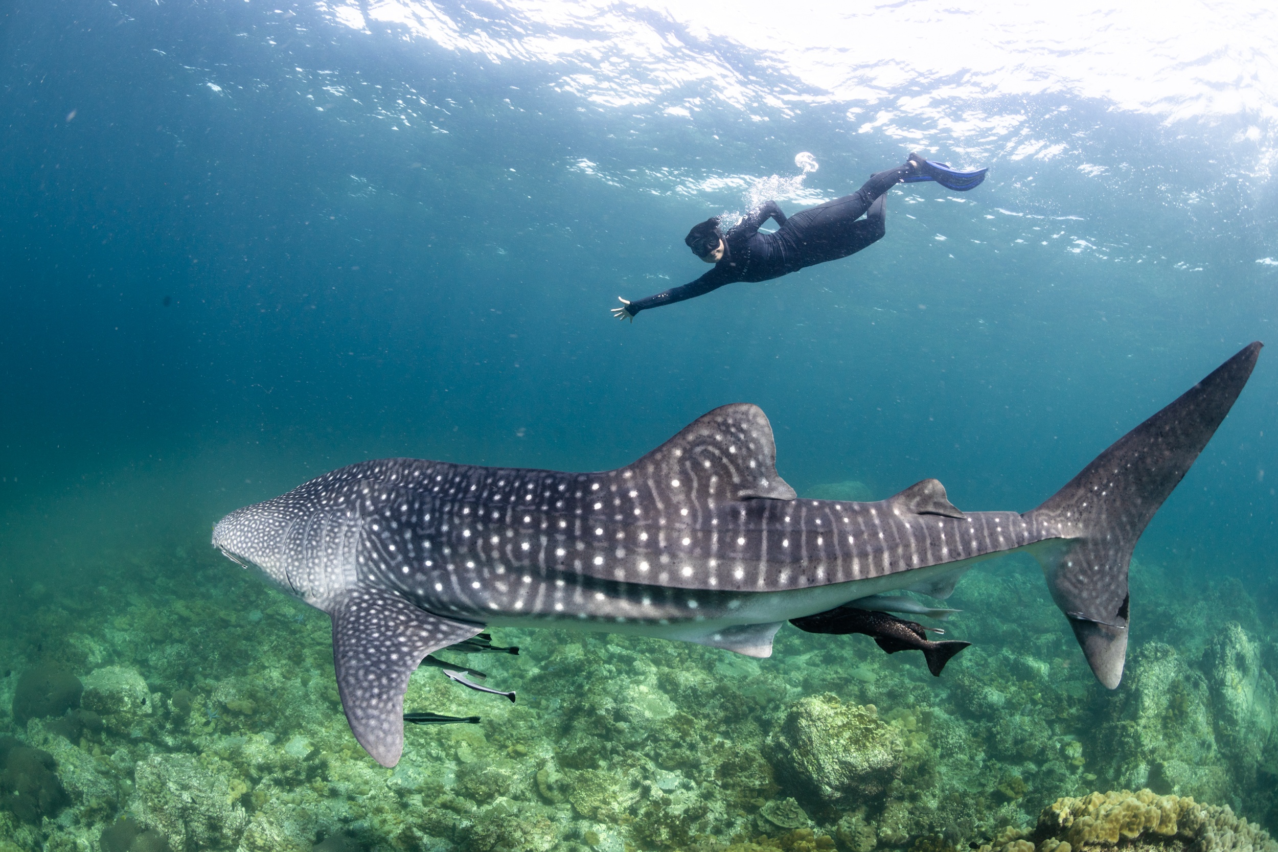 Girl Freedive Whale Shark Hin Bida