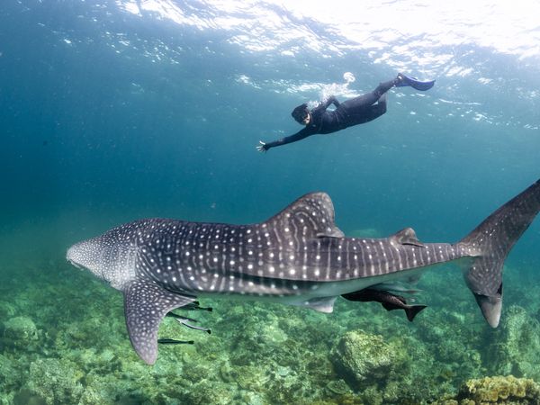 Freediver swimming with whale shark at Hin Bida